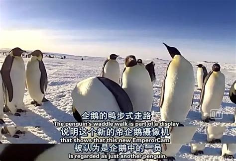 BBC纪录片【企鹅间谍】派“狗仔间谍”偷拍企鹅：励志戏、亲热狗血戏全曝光