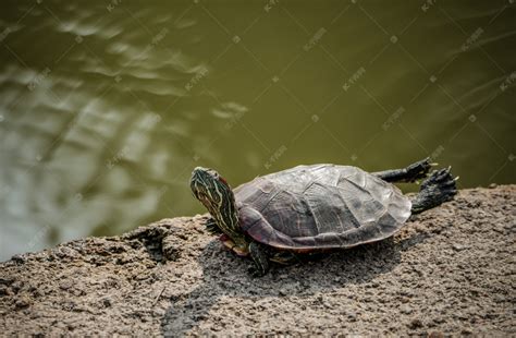 湿地岸边乌龟动物伸懒腰摄影图配图高清摄影大图-千库网