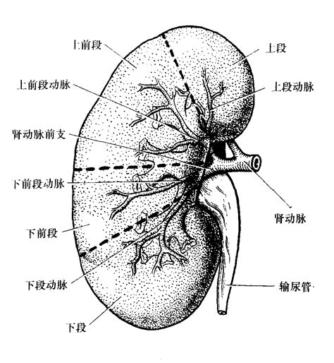 肾脏结构图图片