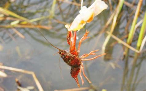 水质的好坏直接影响小龙虾的养殖效益，你知道如何管理吗？ - 知乎