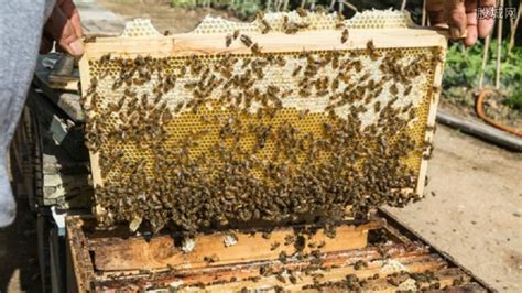 意蜂蜜一斤多少钱？意蜂蜜和土蜂蜜哪个好 - 运富春