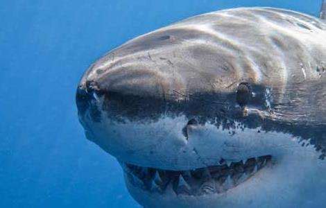 保护野生动物鲨鱼拒绝伤害公益海报模板素材-正版图片401689365-摄图网