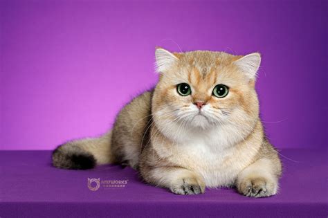 金渐层是属于什么品种的猫，多少钱一只？_ny_猫咪_眼睛