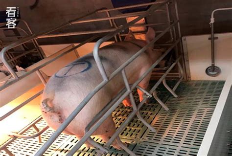 猪场需要分成多少个区 - 养猪场建设/养猪技术 - 中国养猪网-中国养猪行业门户网站