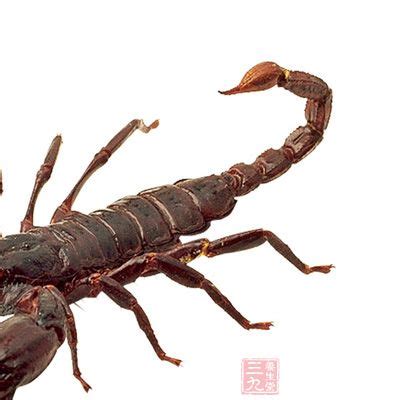 灭绝的蝎子,巨型蝎子,海蝎子_大山谷图库