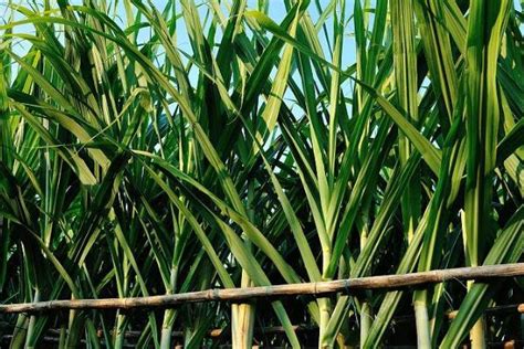 甘蔗的种植方法和时间（甘蔗的生长周期）「记得收藏」 - 综合百科 - 绿润百科