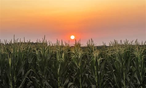 这是2020年7月23日拍摄的吉林省梨树县国家百万亩绿色食品原料（玉米）标准化生产基地核心示范区。|ZZXXO