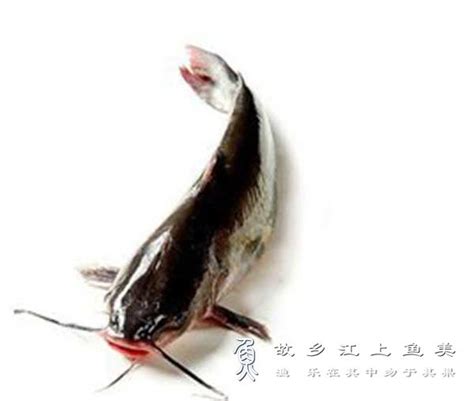 清江鱼是什么鱼，有哪些种类 - 农敢网