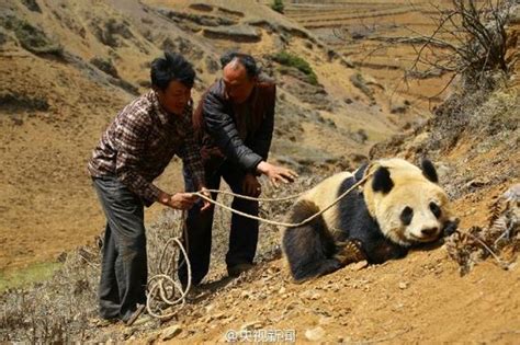 大熊猫图片-饥饿的大熊猫正吃竹子素材-高清图片-摄影照片-寻图免费打包下载