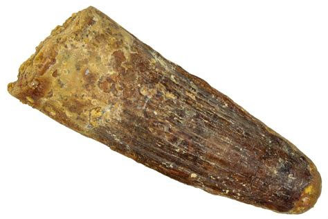 1.91" Fossil Spinosaurus Tooth - Real Dinosaur Tooth (#253536) For Sale ...