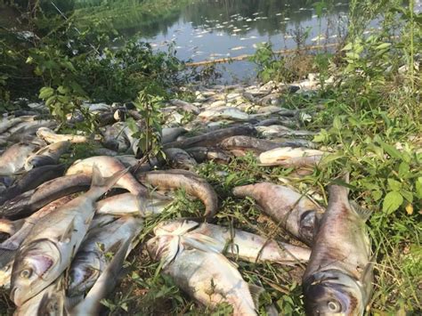 死鱼超4万斤养鱼户疑遭投毒，多年投资打水漂，四年前曾遭遇投毒