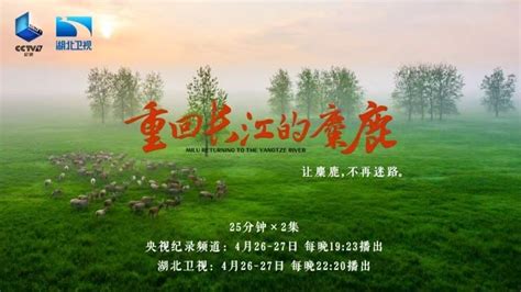 麋鹿回归中国35周年 种群数量约8000头_新浪新闻