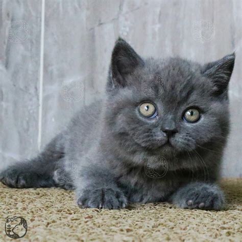 英国短毛猫（蓝猫） 英短蓝猫 /编号10143500 - 宝贝它