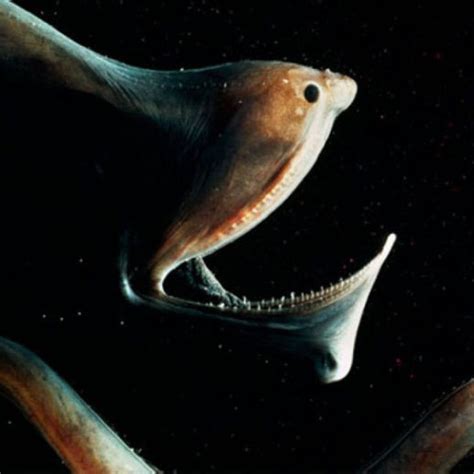 十大最罕见的深海鱼排名-大王酸浆鱿上榜(世界最大无脊椎动物)-排行榜123网