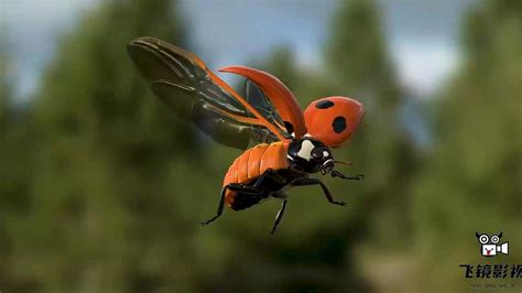 七星瓢虫捕食 绿虫被吃掉 超清3D动画
