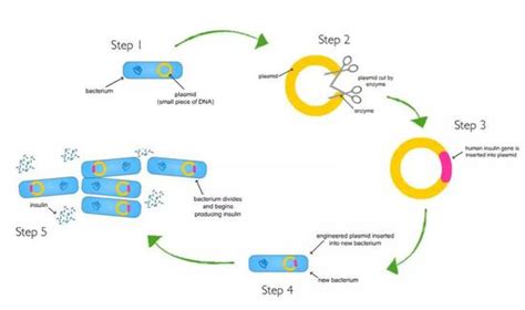 碱裂解法提取质粒DNA的实验原理和操作步骤__凤凰网