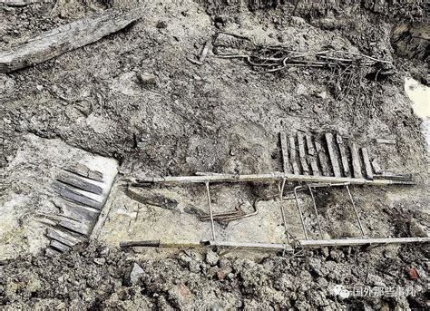 江苏发现淮河古菱齿象骨骼化石
