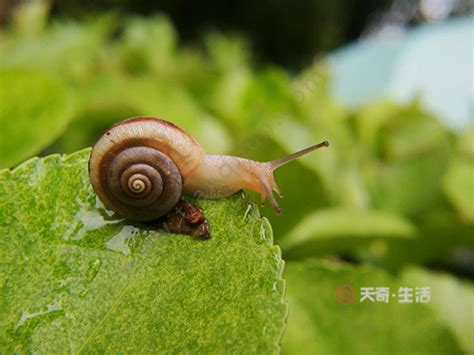 蜗牛人恐怖照片（恐怖的僵尸蜗牛）_可可情感网