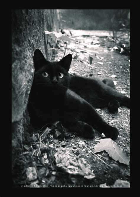 霸气黑猫图片壁纸,壁纸动态星空,黑猫高冷霸气壁纸_大山谷图库