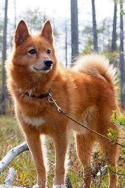 芬兰狐狸犬价格-图片-芬兰狐狸犬多少钱一只-芬兰狐狸犬好养吗 - 波波宠物领养网