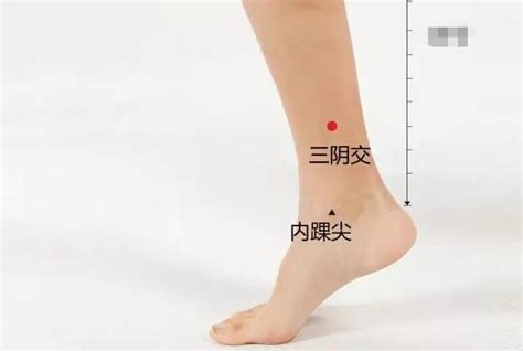 会阴穴位图图片