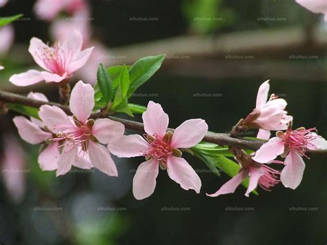 种桃树，赏桃花，想知道桃花分化和开放的秘密？5分钟告诉你__凤凰网