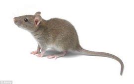 老鼠有品种吗,常见老鼠的种类,普通老鼠是什么品种_大山谷图库
