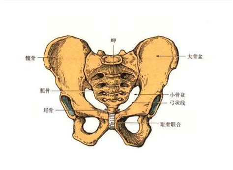 人体骨盆解剖图-人体解剖图,_医学图库