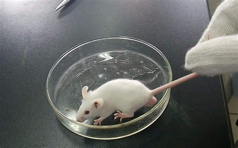 为什么做实验要用小白鼠而不是普通的老鼠(为什么小白鼠总是用来实验) - 医药经