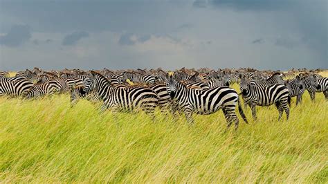 塞伦盖蒂国家公园里的斑马群，坦桑尼亚 (© pchoui/Getty Images) @20190509 | NiceBing 必应美图 ...