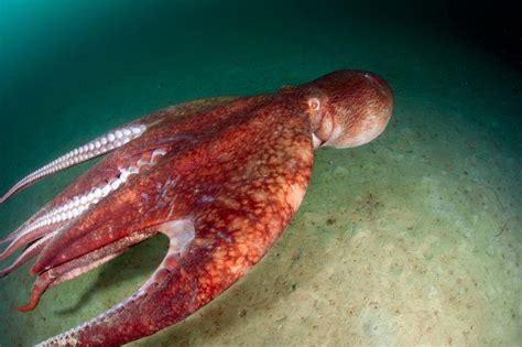 海底大章鱼图片 - 站长素材