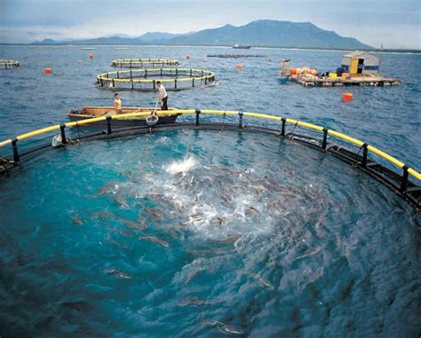 青岛西海岸新区“南鱼北养”助力海洋渔业高质量发展|深水|海鲜_新浪新闻