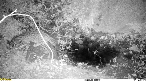 南岳衡山南麓首次发现豹猫活动踪迹—新闻—科学网