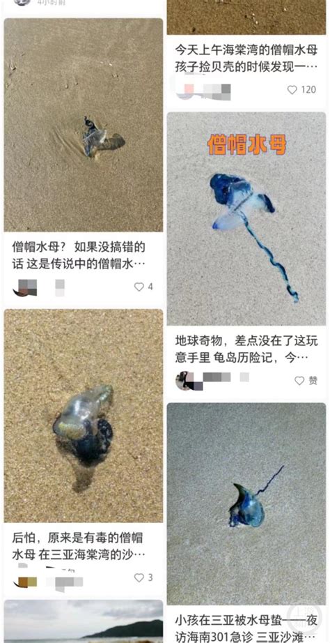 多人中招！三亚沙滩发生多起剧毒僧帽水母伤人事件_绍兴网