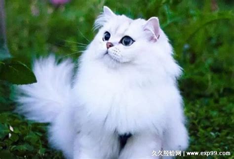 常见的十大宠物猫品种介绍_短毛猫