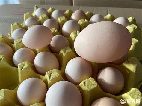 [白壳蛋批发]白壳蛋 鸡蛋批发、茂名水东可免费送货上门价格4.8元/斤 - 惠农网