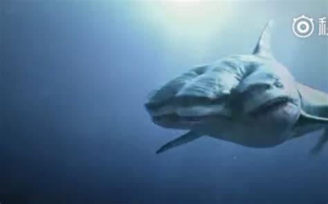 假如变异鲨鱼分段位，从青铜到王者，你们见过八爪鲨和陆行鲨吗_腾讯视频