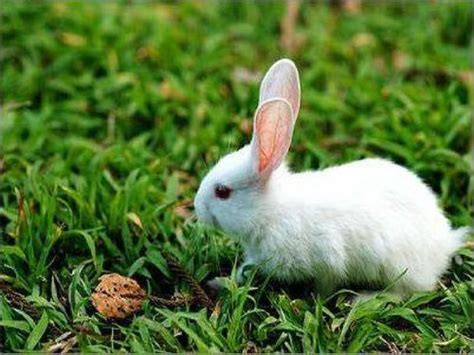 兔子的特点和外貌描写是怎么样的-百度经验