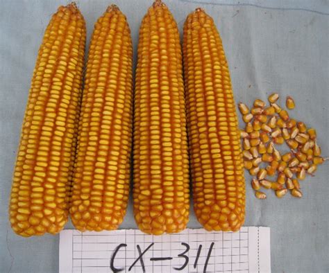 登海618玉米品种介绍-农百科