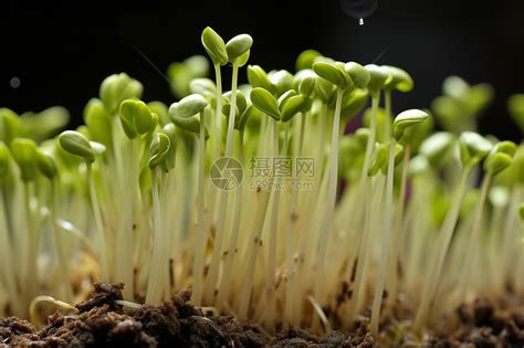 农场土壤中生长的豆芽幼苗高清图片下载-正版图片600704194-摄图网