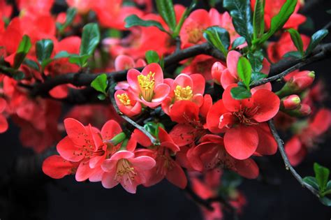 垂丝海棠图片_春季的垂丝海棠图片大全 - 花卉网