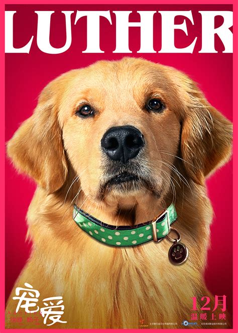 电影《一条狗的使命》几款时光穿越海报设计|平面|海报|娜娜001 - 原创作品 - 站酷 (ZCOOL)
