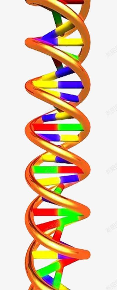 彩色立体DNA双螺旋基因链png图片免费下载-素材7iJWeqUeV-新图网