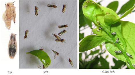 柑橘木虱图片