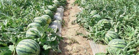 西瓜种植技术和管理，西瓜几月份成熟-农百科