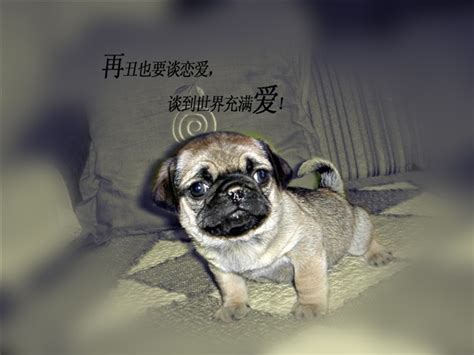 恶犬图片