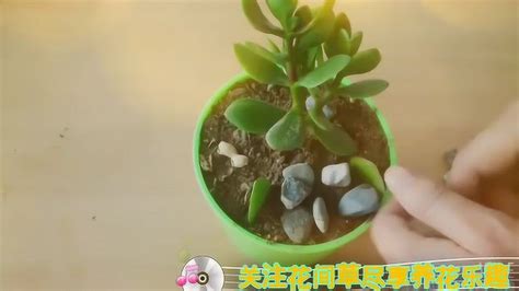 玉树的扦插繁殖_腾讯视频