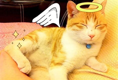 天使猫真的存在吗? 传说有一种会飞的猫|猫|天使|翅膀_新浪新闻