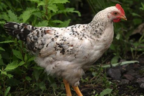 鸡的品种有多少种 —【发财农业网】