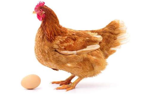 母鸡初次下蛋前征兆-农百科